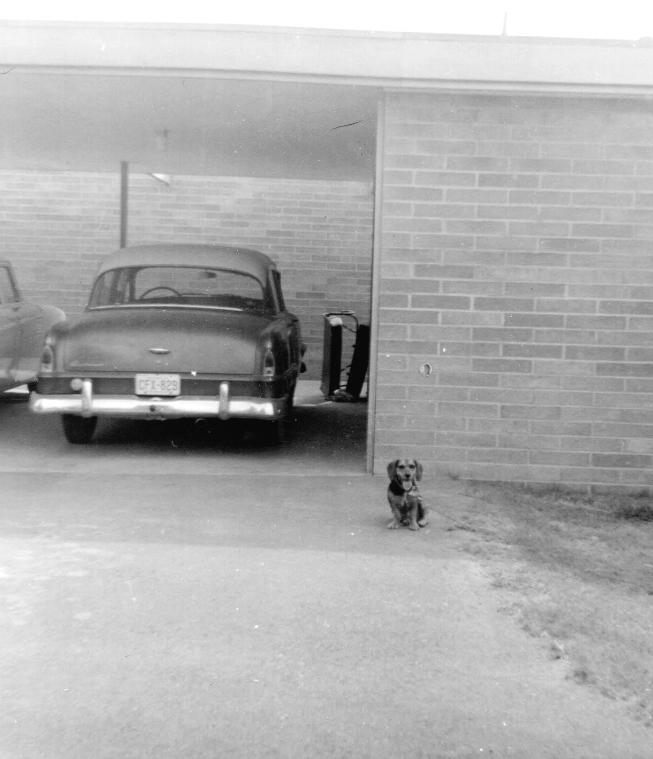 Chipper the family dog pictured at Messinger Mortuary in the 1960's.